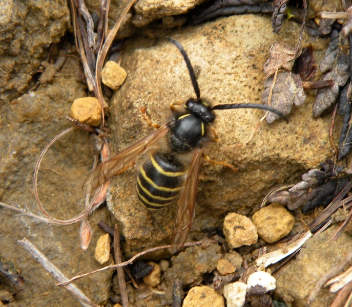 Dolichovespula media
